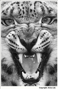 50. Dangerous - Snow Leopard